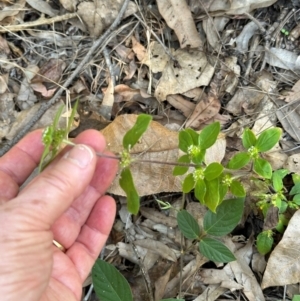 Mitracarpus hirtus at Yuruga, QLD - 17 Aug 2024