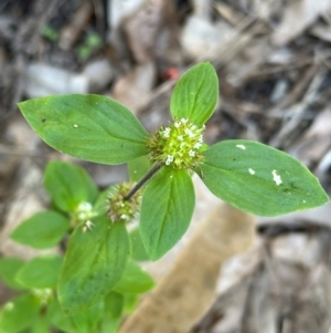 Mitracarpus hirtus at Yuruga, QLD - 17 Aug 2024