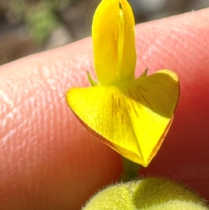 Crotalaria goreensis at Yuruga, QLD - 17 Aug 2024 03:59 PM