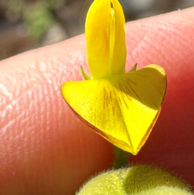 Unidentified Pea at Yuruga, QLD - 17 Aug 2024 by lbradley