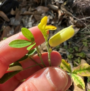 Crotalaria goreensis at Yuruga, QLD - 17 Aug 2024 03:59 PM
