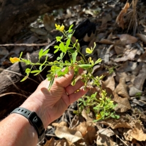 Crotalaria goreensis at Yuruga, QLD - 17 Aug 2024 03:59 PM