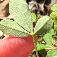 Crotalaria goreensis at Yuruga, QLD - 17 Aug 2024 03:59 PM