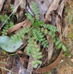 Acaena sp. (A Sheep's Burr) at Kambah, ACT - 17 Aug 2024 by Clarel