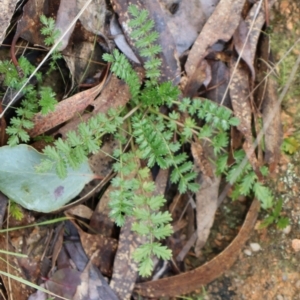 Acaena (genus) at Kambah, ACT - 17 Aug 2024