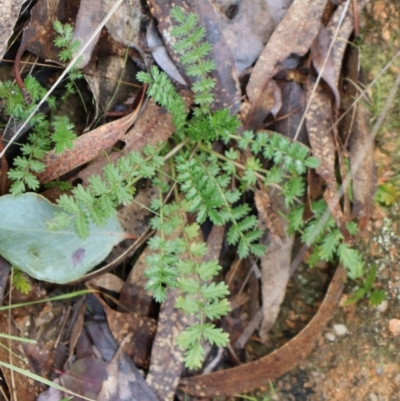 Acaena sp. (A Sheep's Burr) at Kambah, ACT - 17 Aug 2024 by Clarel