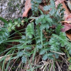 Acaena (genus) at Kambah, ACT - 17 Aug 2024