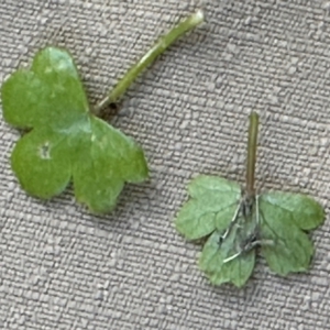 Hydrocotyle acutiloba at Yuruga, QLD - 17 Aug 2024