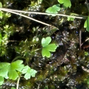 Hydrocotyle acutiloba at Yuruga, QLD - 17 Aug 2024