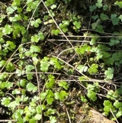 Hydrocotyle acutiloba at Yuruga, QLD - 17 Aug 2024