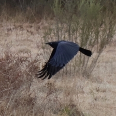 Corvus coronoides (Australian Raven) at Kambah, ACT - 17 Aug 2024 by Clarel