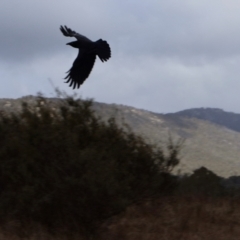 Corvus coronoides at Kambah, ACT - 17 Aug 2024