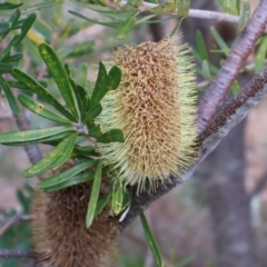 Banksia marginata (Silver Banksia) at Kambah, ACT - 17 Aug 2024 by Clarel