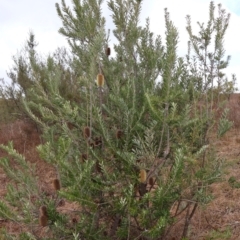 Banksia marginata at Kambah, ACT - 17 Aug 2024