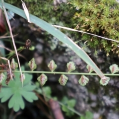 Asplenium flabellifolium (Necklace Fern) at Kambah, ACT - 17 Aug 2024 by Clarel