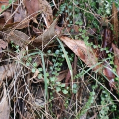 Asplenium flabellifolium at Kambah, ACT - 17 Aug 2024