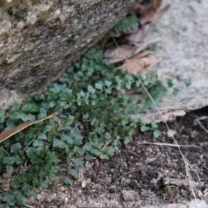 Asplenium flabellifolium at Kambah, ACT - 17 Aug 2024 10:00 AM