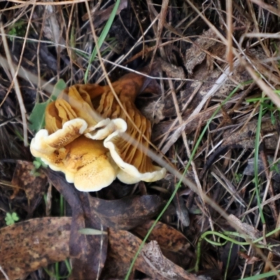 Unidentified Cap on a stem; gills below cap [mushrooms or mushroom-like] at Kambah, ACT - 17 Aug 2024 by Clarel