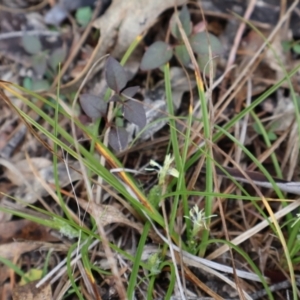 Carex breviculmis at Kambah, ACT - 17 Aug 2024 10:27 AM