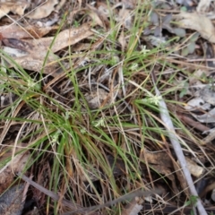 Carex breviculmis at Kambah, ACT - 17 Aug 2024