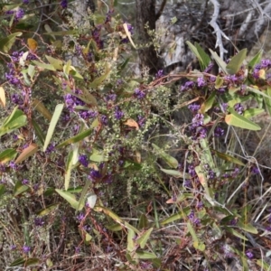 Hardenbergia violacea at Kambah, ACT - 17 Aug 2024 10:05 AM