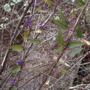 Hardenbergia violacea at Kambah, ACT - 17 Aug 2024 10:05 AM