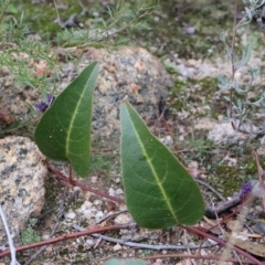 Hardenbergia violacea at Kambah, ACT - 17 Aug 2024 10:05 AM