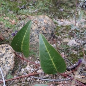 Hardenbergia violacea at Kambah, ACT - 17 Aug 2024 10:05 AM