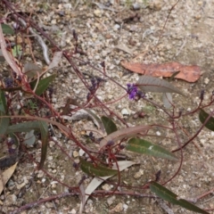 Hardenbergia violacea at Kambah, ACT - 17 Aug 2024 10:05 AM