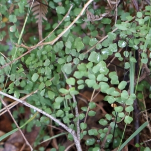 Adiantum aethiopicum at Kambah, ACT - 17 Aug 2024