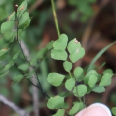 Adiantum aethiopicum at Kambah, ACT - 17 Aug 2024