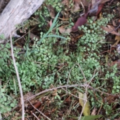 Adiantum aethiopicum at Kambah, ACT - 17 Aug 2024