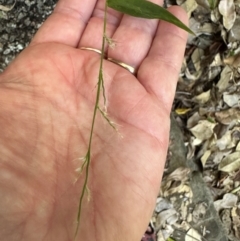 Oplismenus hirtellus (Australian Basket-grass) at Yuruga, QLD - 17 Aug 2024 by lbradley