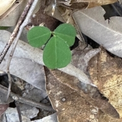 Desmodium sp. at Yuruga, QLD - 17 Aug 2024 by lbradley