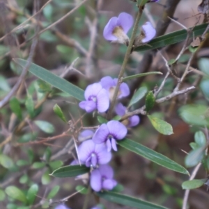 Hovea heterophylla at Kambah, ACT - 17 Aug 2024 10:14 AM