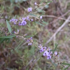 Hovea heterophylla at Kambah, ACT - 17 Aug 2024 10:14 AM