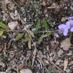 Hovea heterophylla at Kambah, ACT - 17 Aug 2024 10:14 AM