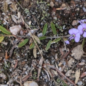 Hovea heterophylla at Kambah, ACT - 17 Aug 2024 10:14 AM