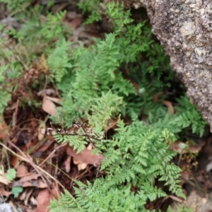 Cheilanthes austrotenuifolia at Kambah, ACT - 17 Aug 2024