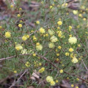 Acacia ulicifolia at Kambah, ACT - 17 Aug 2024