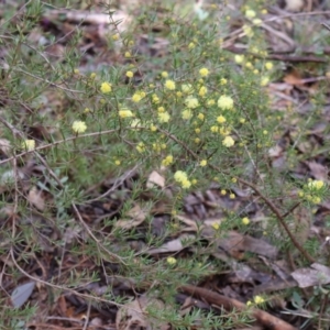 Acacia ulicifolia at Kambah, ACT - 17 Aug 2024