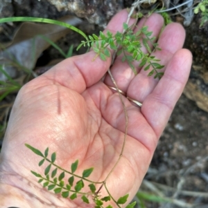 Pandorea pandorana at Yuruga, QLD - 17 Aug 2024