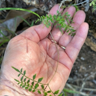 Pandorea pandorana (Wonga Wonga Vine) at Yuruga, QLD - 17 Aug 2024 by lbradley