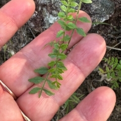 Pandorea pandorana at Yuruga, QLD - 17 Aug 2024