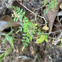 Pandorea pandorana at Yuruga, QLD - 17 Aug 2024 03:19 PM