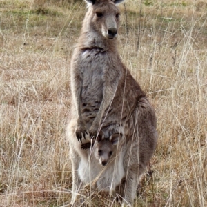 Macropus giganteus at Kambah, ACT - 17 Aug 2024 09:42 AM