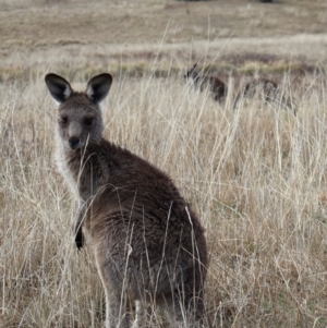 Macropus giganteus at Kambah, ACT - 17 Aug 2024 09:42 AM