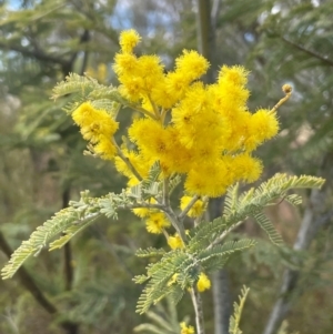 Acacia dealbata at Kambah, ACT - 17 Aug 2024