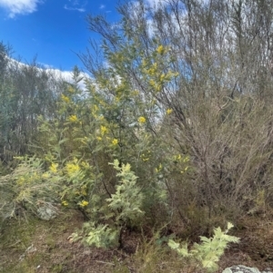 Acacia dealbata at Kambah, ACT - 17 Aug 2024