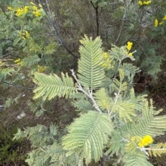 Acacia dealbata at Kambah, ACT - 17 Aug 2024